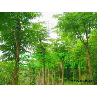 漳州代办精品红花继木60.60 袋苗