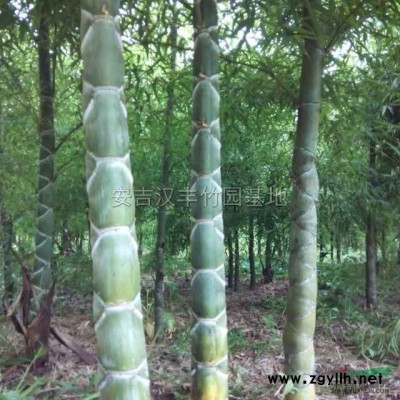 龟甲竹装车照片*新价格/龟甲竹装车照片报价