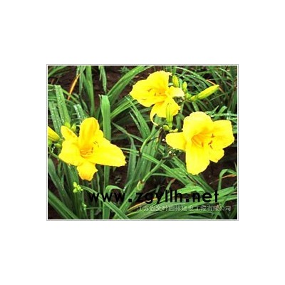 刚竹，金镶玉竹，青竹，紫竹，早园竹，罗汉竹，慈孝竹