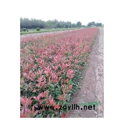 新乡供大叶黄杨，女贞，石楠，黄杨球，月季等等绿化苗