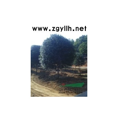 清地处理::红叶石楠4一7公分，桂花2一7公分