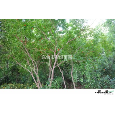 江苏地区 高度5-7米 棕榈