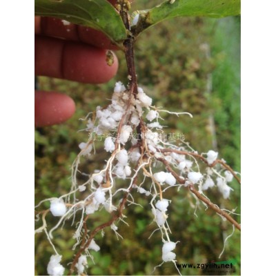 浙江美国红火箭紫薇新报价/美国红火箭紫薇图片