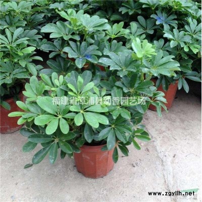 漳州地区提供清香木15公分0.65元