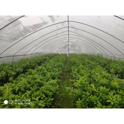 柑桔苗嫁接 嫁接柑桔苗 柑桔苗基地