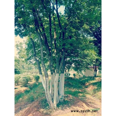 15。18.20等各种香樟大量供应