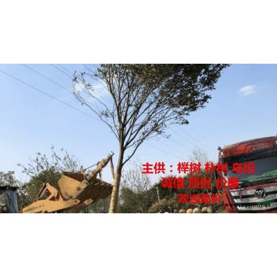 产地低价批发朴树