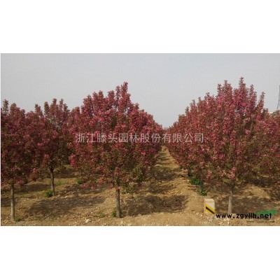 大量供应：湖北潜江、山东泰安法桐