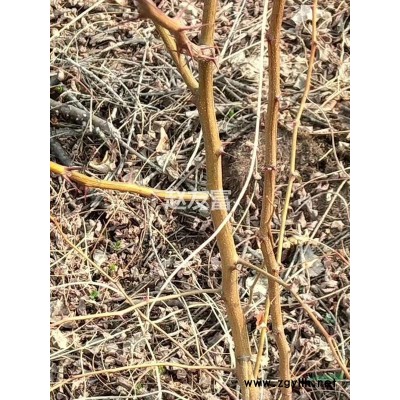 现有300余万株刺槐苗待售，诚招长期合作伙伴