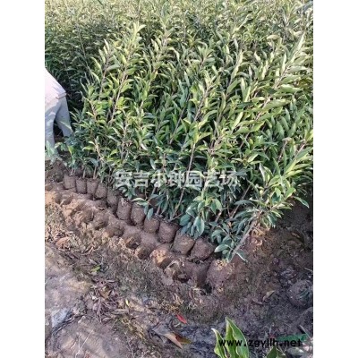 常年现货供应精品法青（青珊瑚）