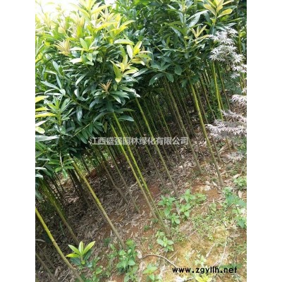 供应竹子，刚竹，毛竹2公分，3公分，4公分