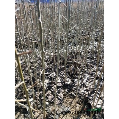 五味子苗，北五味子苗！五味子！