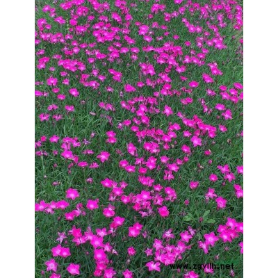 开花的草坪----花毯草坪石竹／欧石竹专业基地