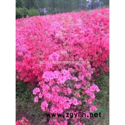 供应红玉兰紫玉兰2/15公分