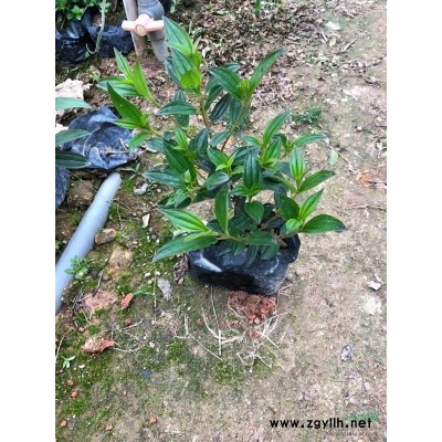 福建地区供应各种规格红皮榕