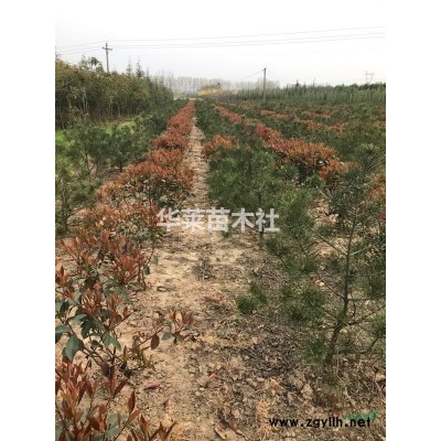 河南地区主供应1-7米雪松和其他四季常绿，大小都有。