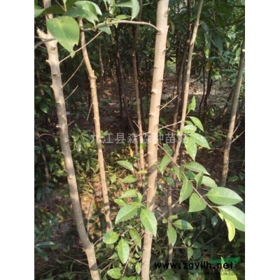 1年生杜鹃小苗 杜鹃小苗价格 盆栽杜鹃 杜鹃球