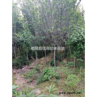 河南地栽丰华月季，四季玫瑰等等出中