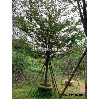 小刚竹长期供应大小规格