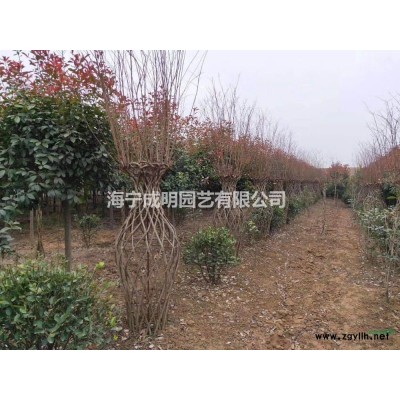 浙江紫薇花瓶 杭州紫薇花瓶 萧山紫薇花瓶哪里好/哪家便宜