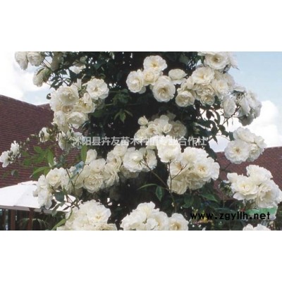 优质黄槽竹小苗 黄槽竹基地直销 价格优惠