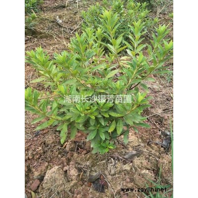 湖南金镶玉竹图片，价格