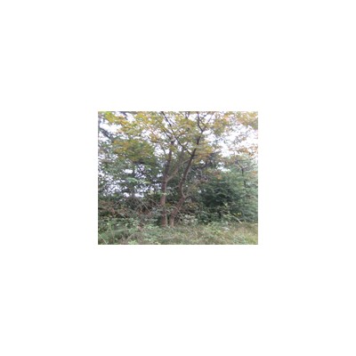 紫薇 桂花、广玉兰、枫香、朴树