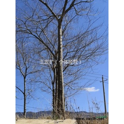 云南地区供应8—20公分滇朴（朴树）