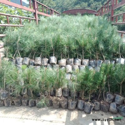 营养钵侧柏40-70