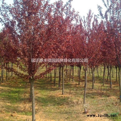 江苏沭阳县供应大量刚竹、金镶玉竹、箬竹、青皮竹、早园