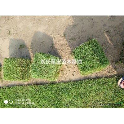 青皮竹（刚竹）