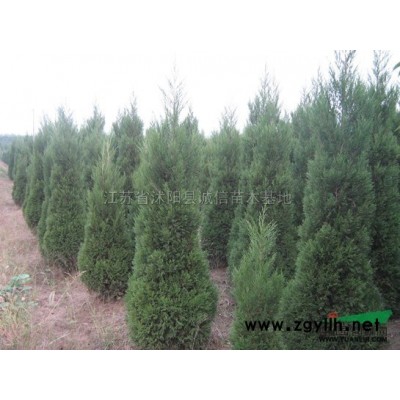 竹子 青竹 淡竹