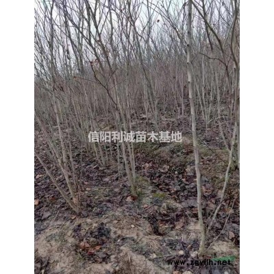 大量大叶黄杨苗