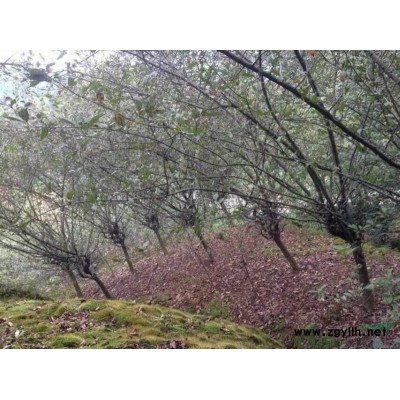 大量供应红枫海棠樱花等苗木