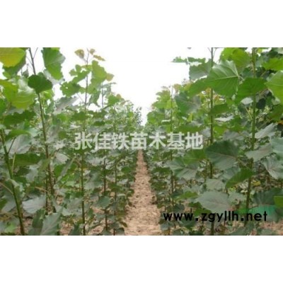 辽宁沈阳新民长期出售一年生杨树苗