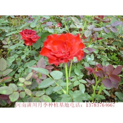 供应紫竹，刚竹，毛竹，铺地竹，早园竹