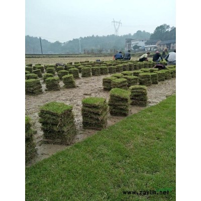 湖南郴州供应竹子