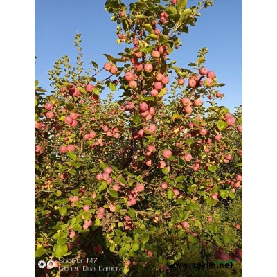 阿荣旗供应山丁树地径2-22杏树5-20，123苹果6-22