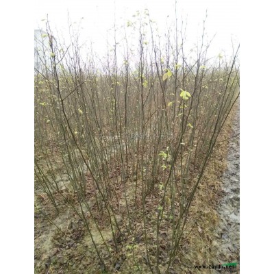 毛竹行情报价\毛竹图片展示