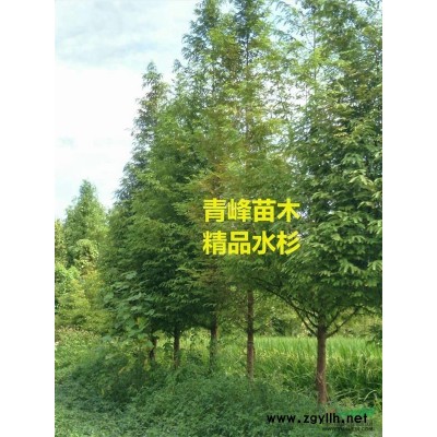1-30公分楠木，工程用苗—成都青峰苗木楠木基地