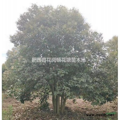 丛生白蜡价格(多枝白蜡价格)