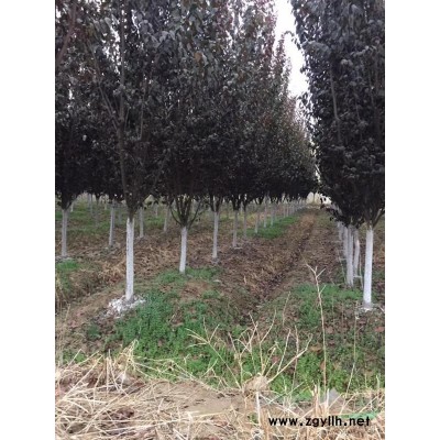 丛生绣线菊球，基地价格便宜，绣线菊