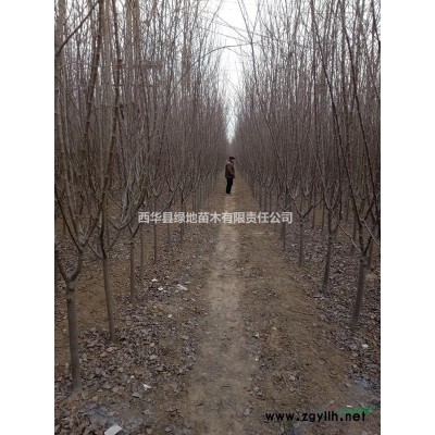 30万株楸树（3--4公分）出售