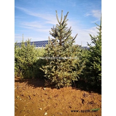 大量樟子松、云杉低价出售