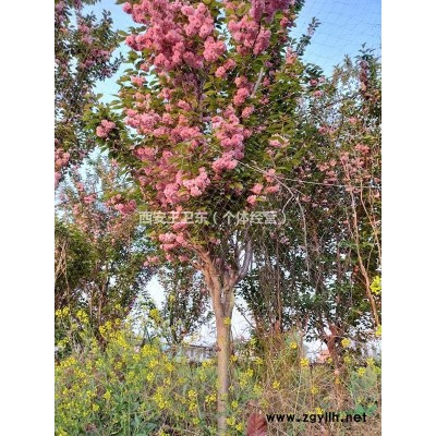 出售自种樱花树1000棵