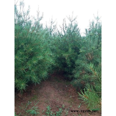 陕西西安市长安区长年供应各种规格优质白皮松工程苗1米一3米