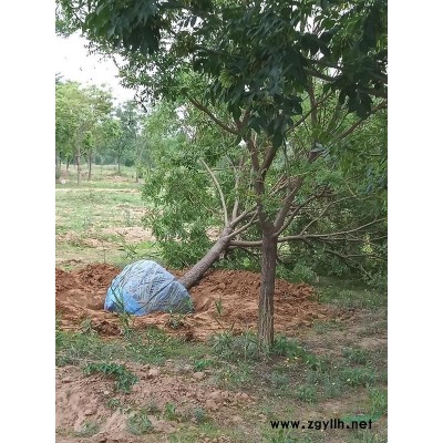 河北衡水供应6-12公分国槐4-12公分白蜡大量现货