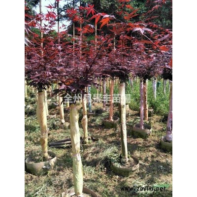 出售多杆丛生日本红枫，2-3M冠，树型优美！
