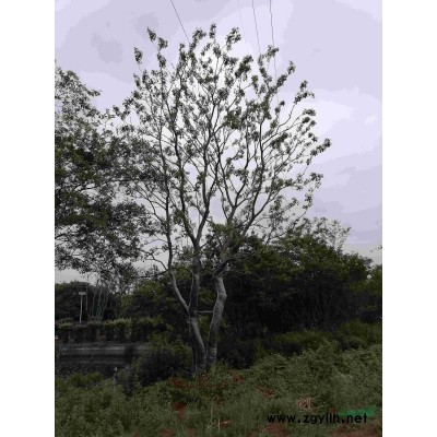 自家苗圃榉树，15-20，一手货源，