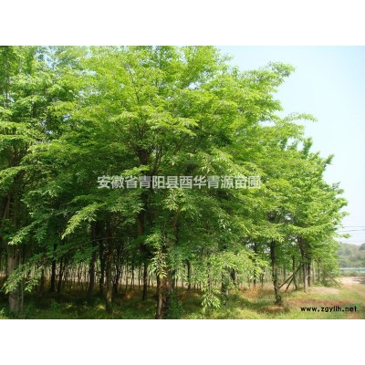 供应青檀绿化苗木